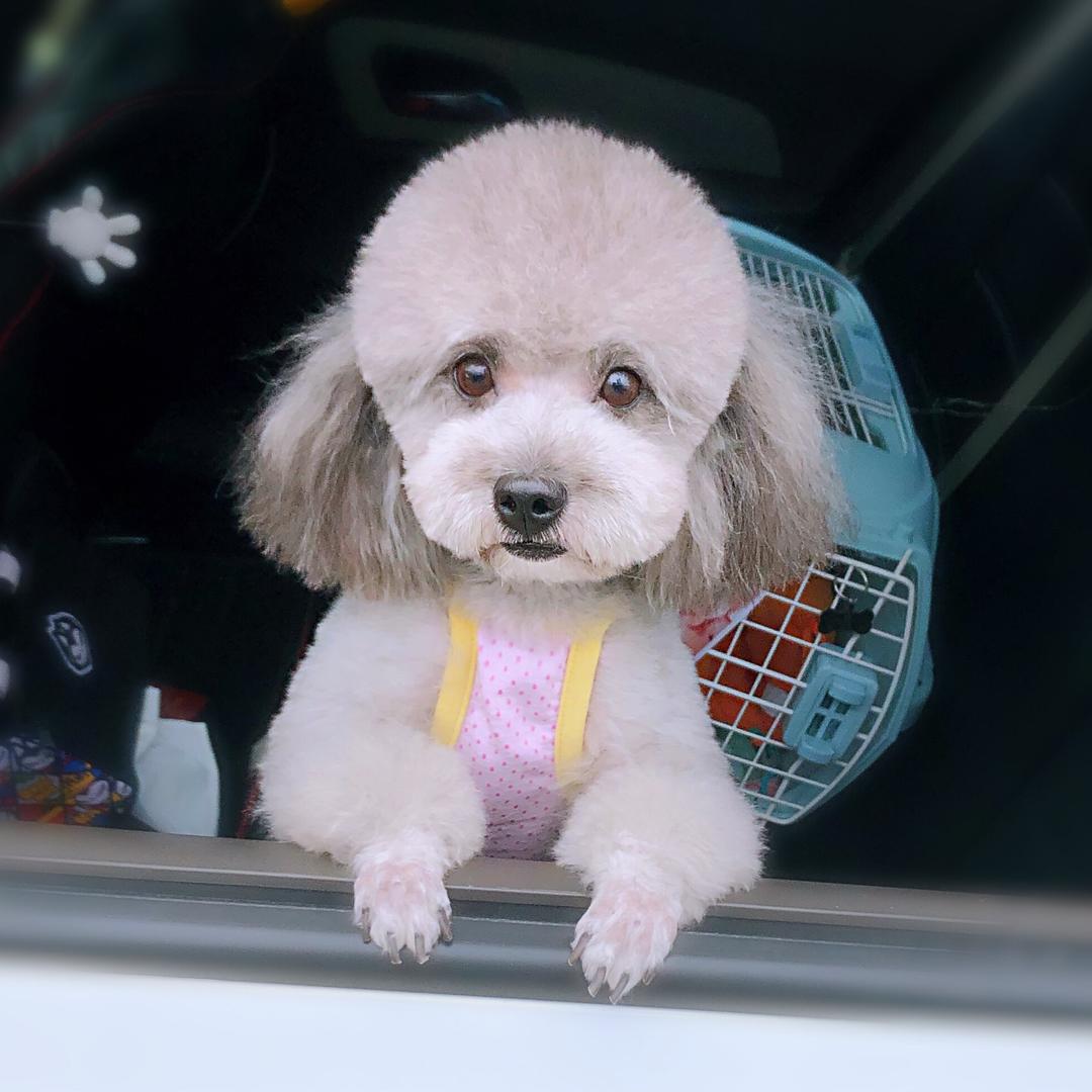 汤圆妹妹灰泰迪