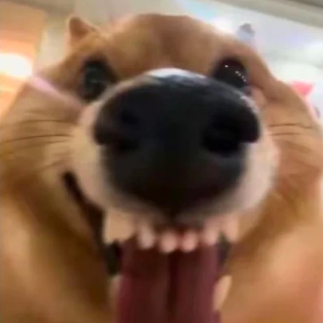 二黄狗