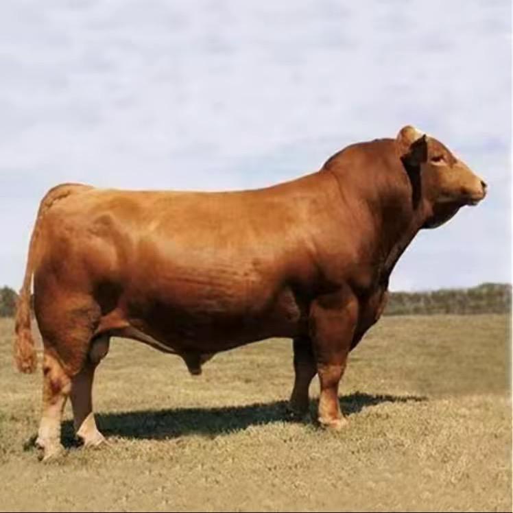 嘉祥县三合肉牛养殖场