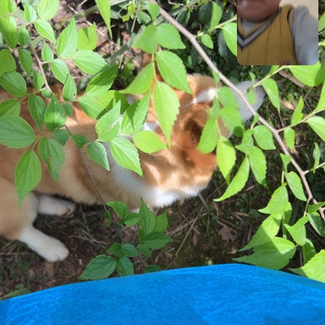 中华田园犬小福宝