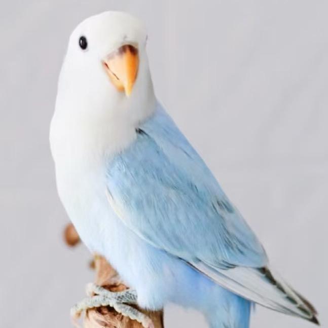 莫名鹦鹉萌宠乐园萌宠有家