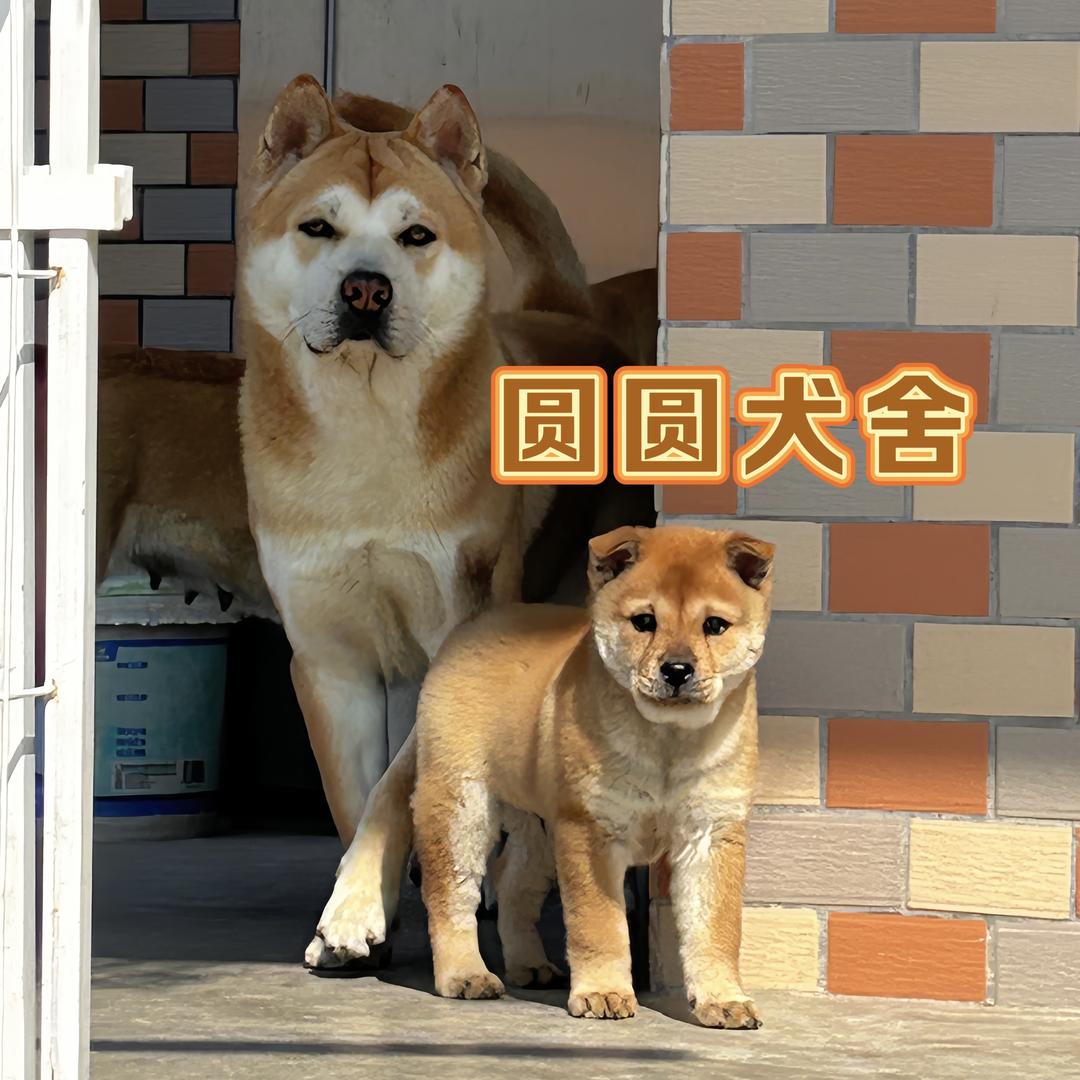 圆圆的旺财队