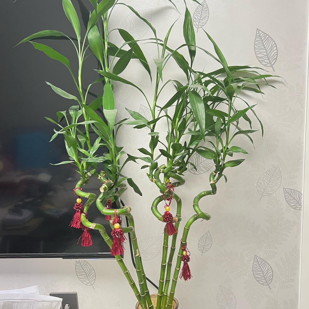明天会更好
