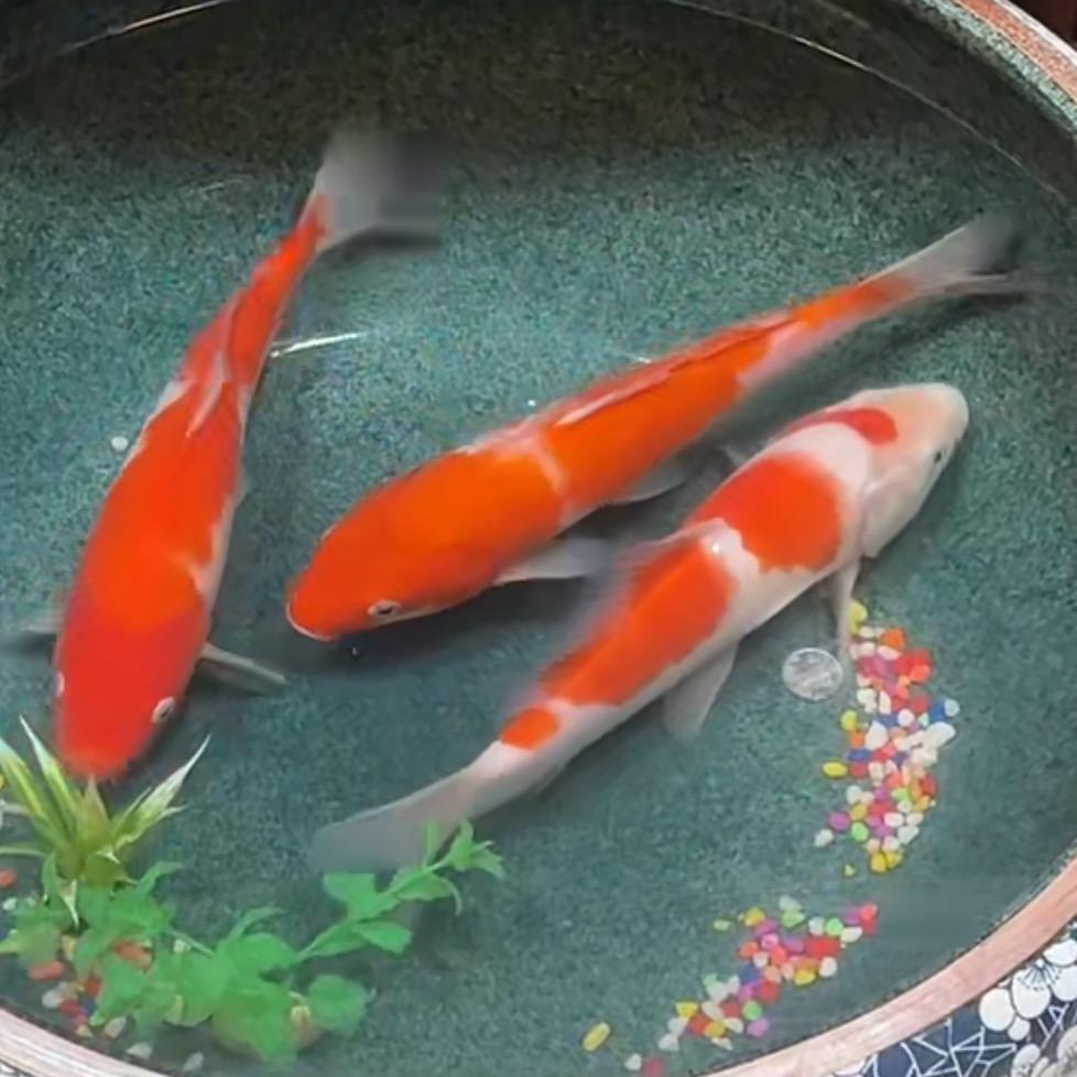 🇨🇳点儿💯