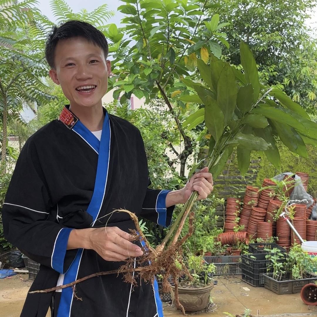 春砂仁阳春本地特产.阿龙