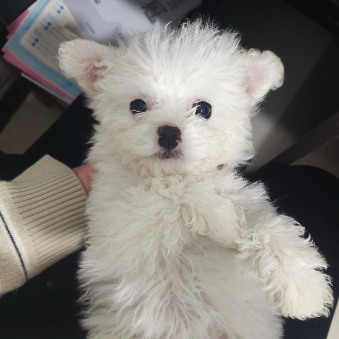 发财小狗～