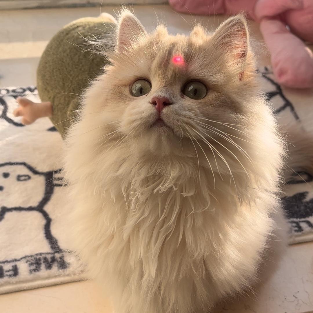 鱼的猫（猫咪领养信息）