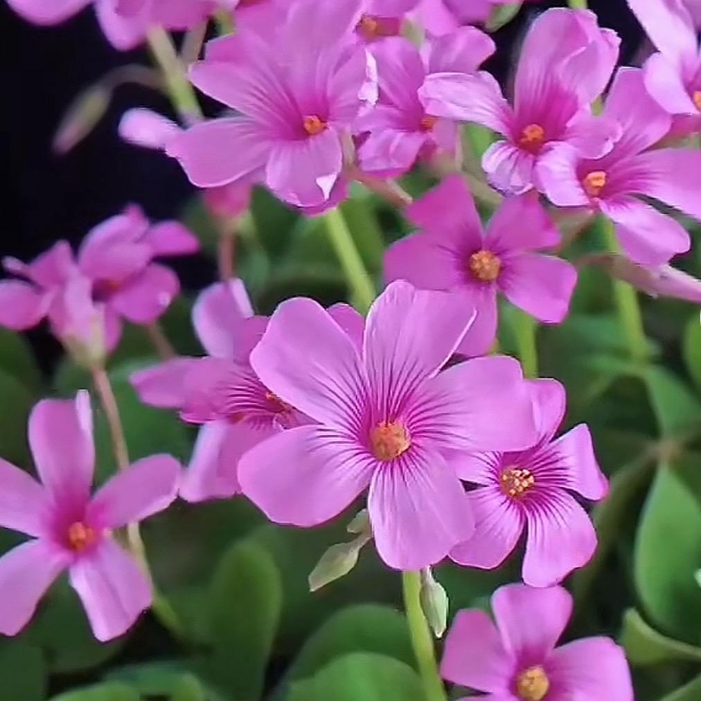豫见花乡园艺坊