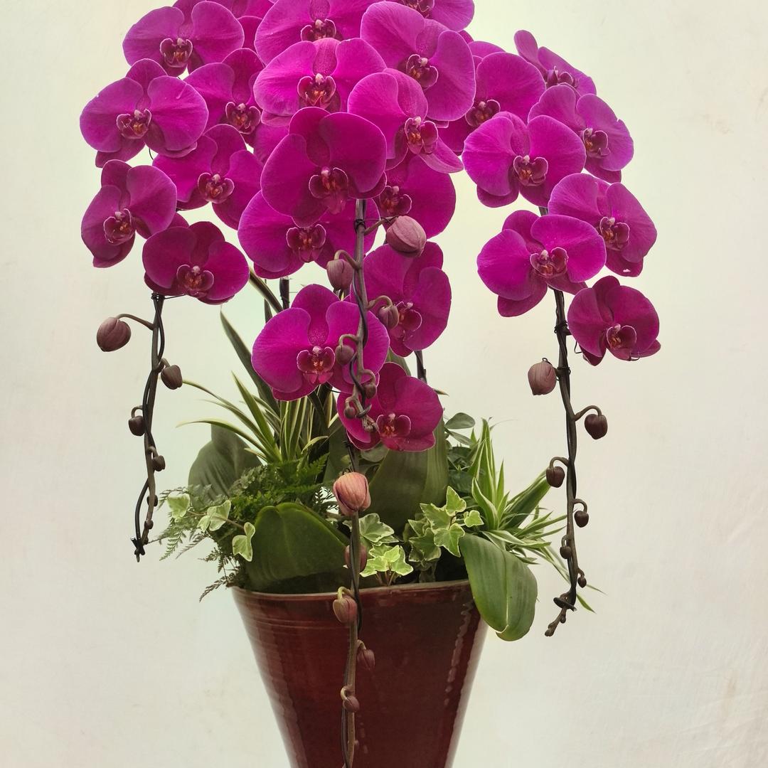 缤纷花季蝴蝶兰