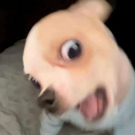 老鼠药.