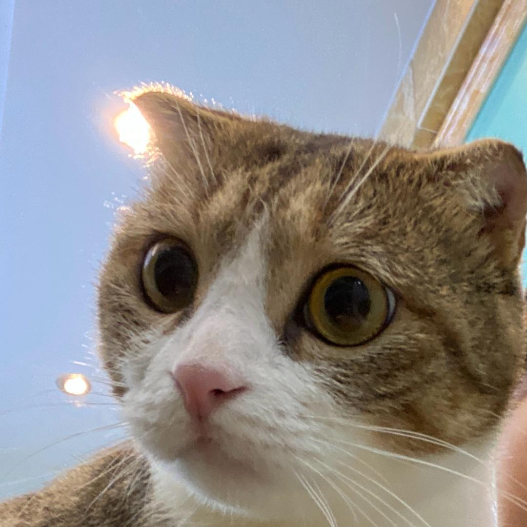 然然是只🐱