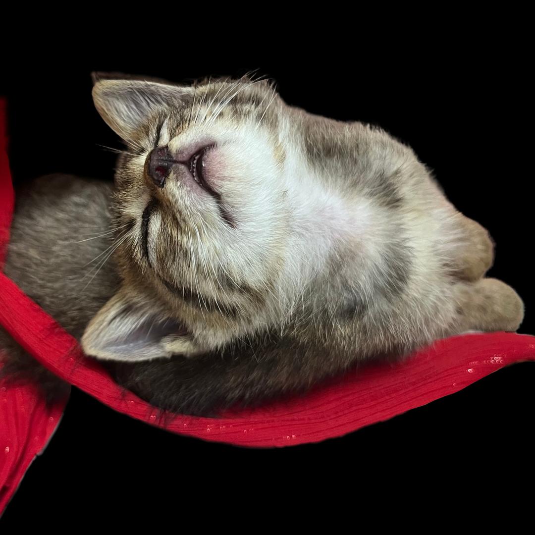 阿却尔纳的妙妙