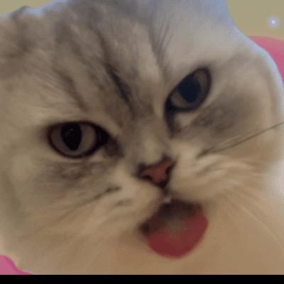NeiNei的铲屎官～