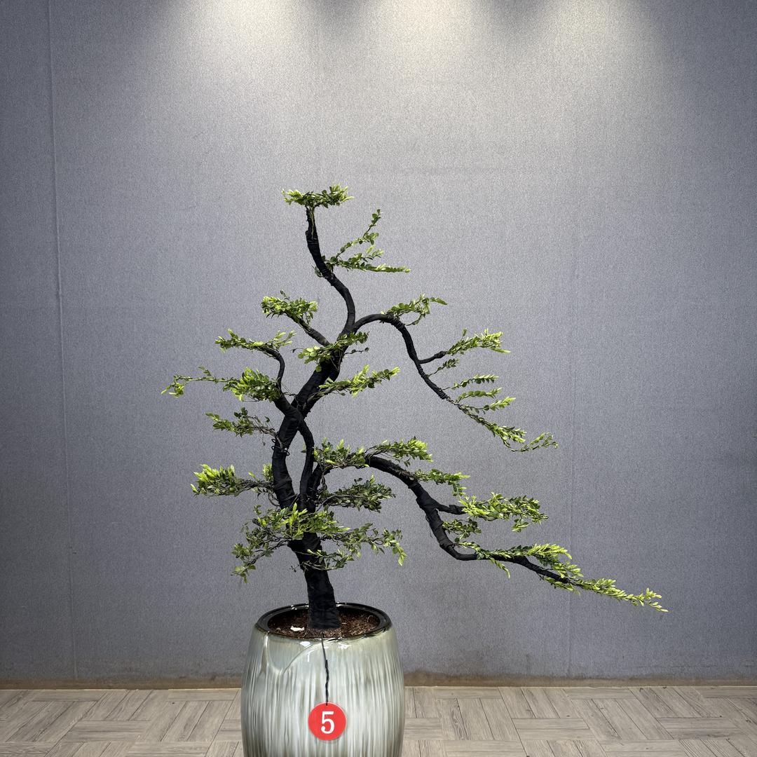 启鹏绿植基地