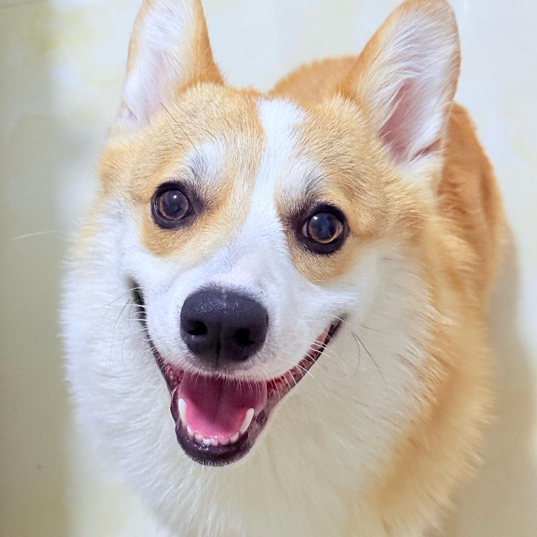 杨有福是小飞基