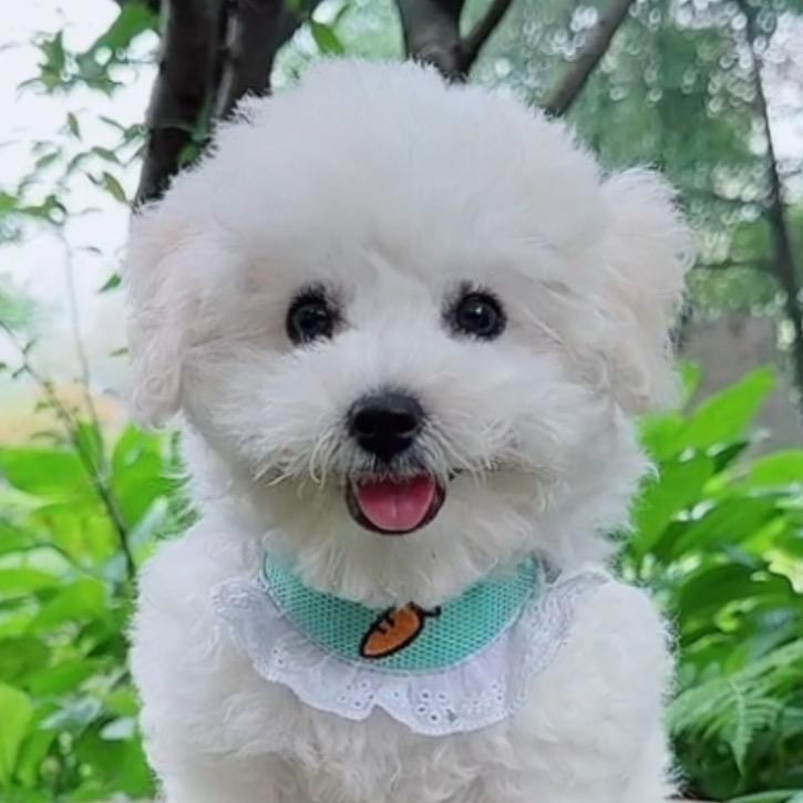 🐶蓝莓小不点儿