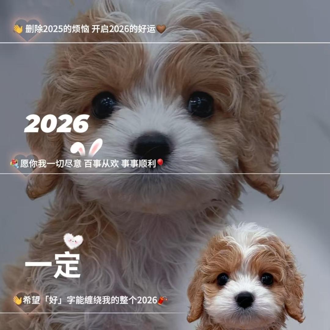 照照马尔济斯精选