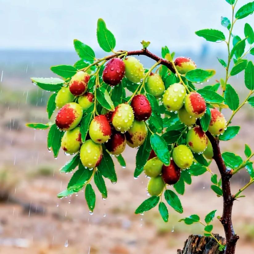 ⸝ဗီူ⸜⸝ဗီူ⸜