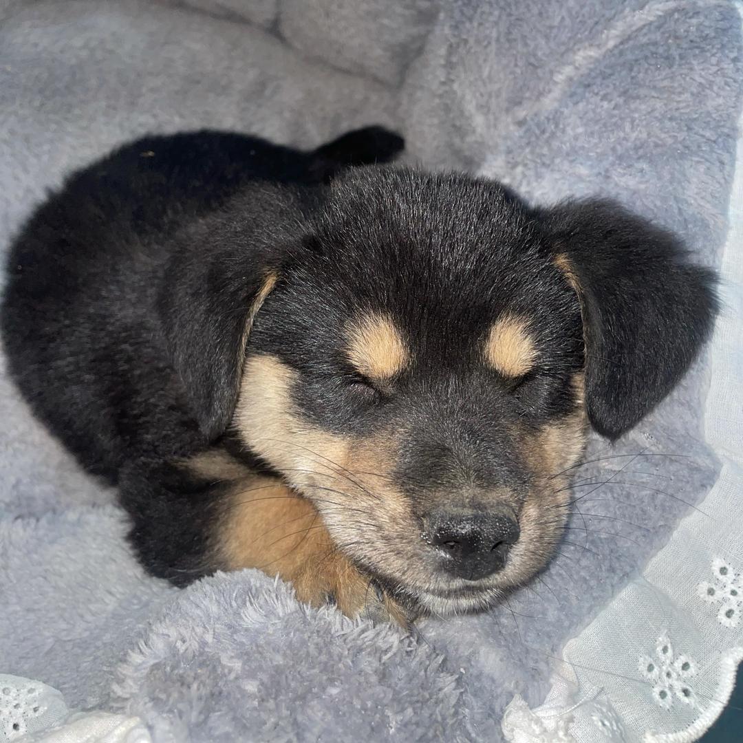 刘昊然的喜羊羊美羊羊，懒羊羊🐏🐏🐏