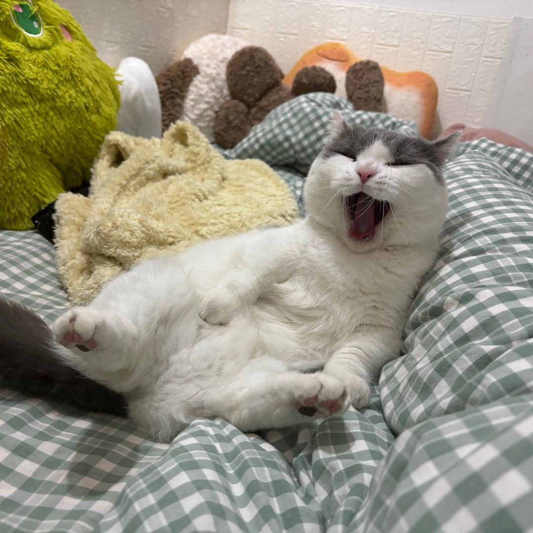 李小点🐈