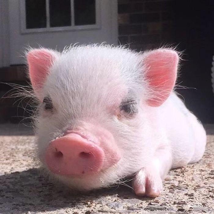 猪宝🐷