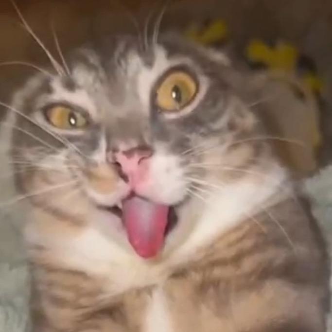 波奇