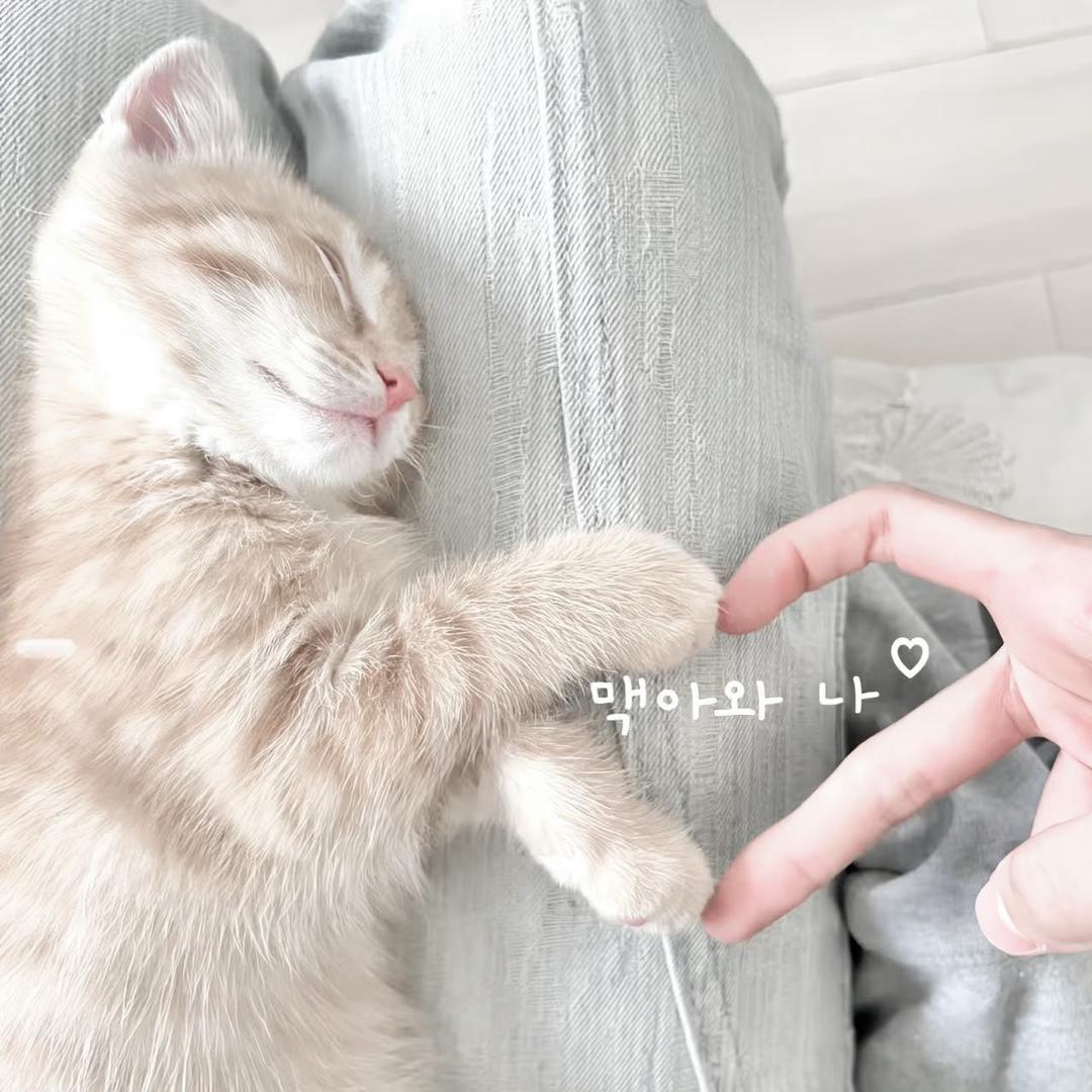 不吃香菜o3o