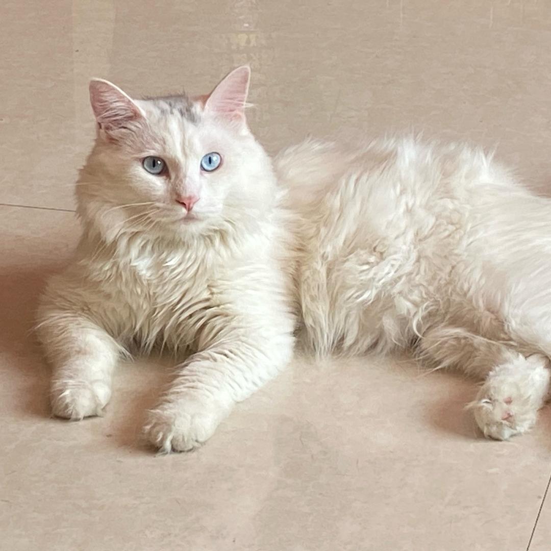 把巴