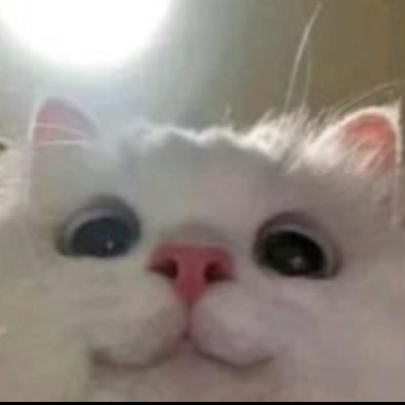 倩倩🌸