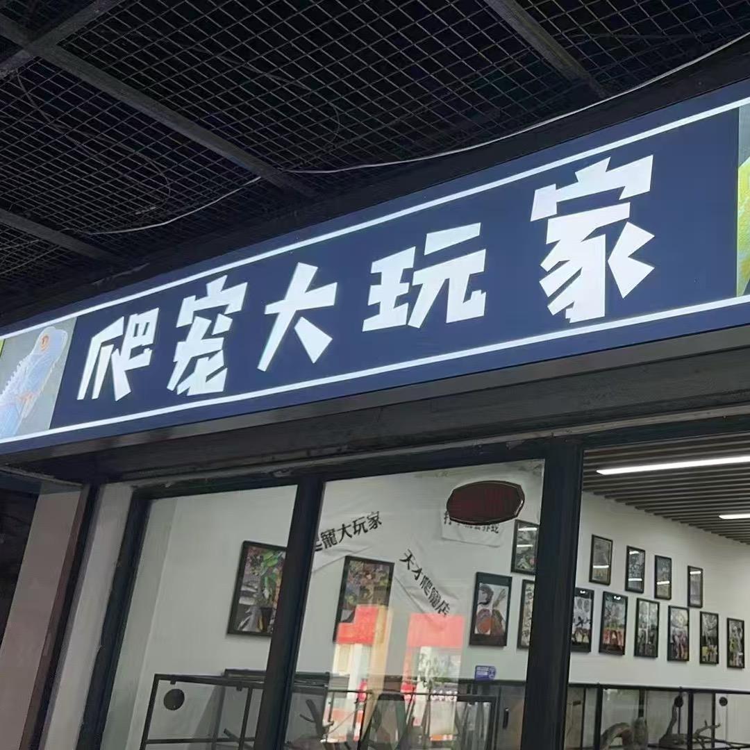 爬宠大玩家