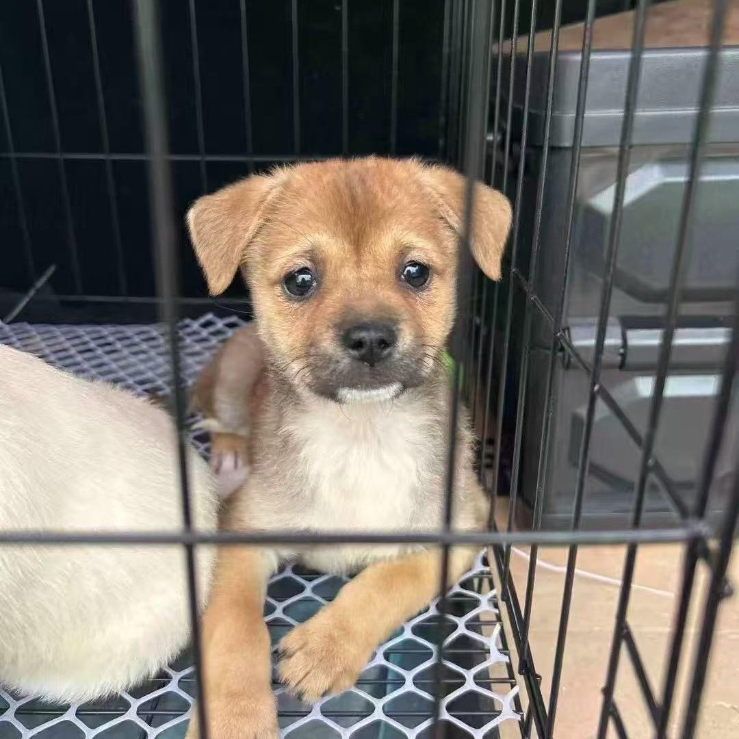 流浪狗的爱心小家