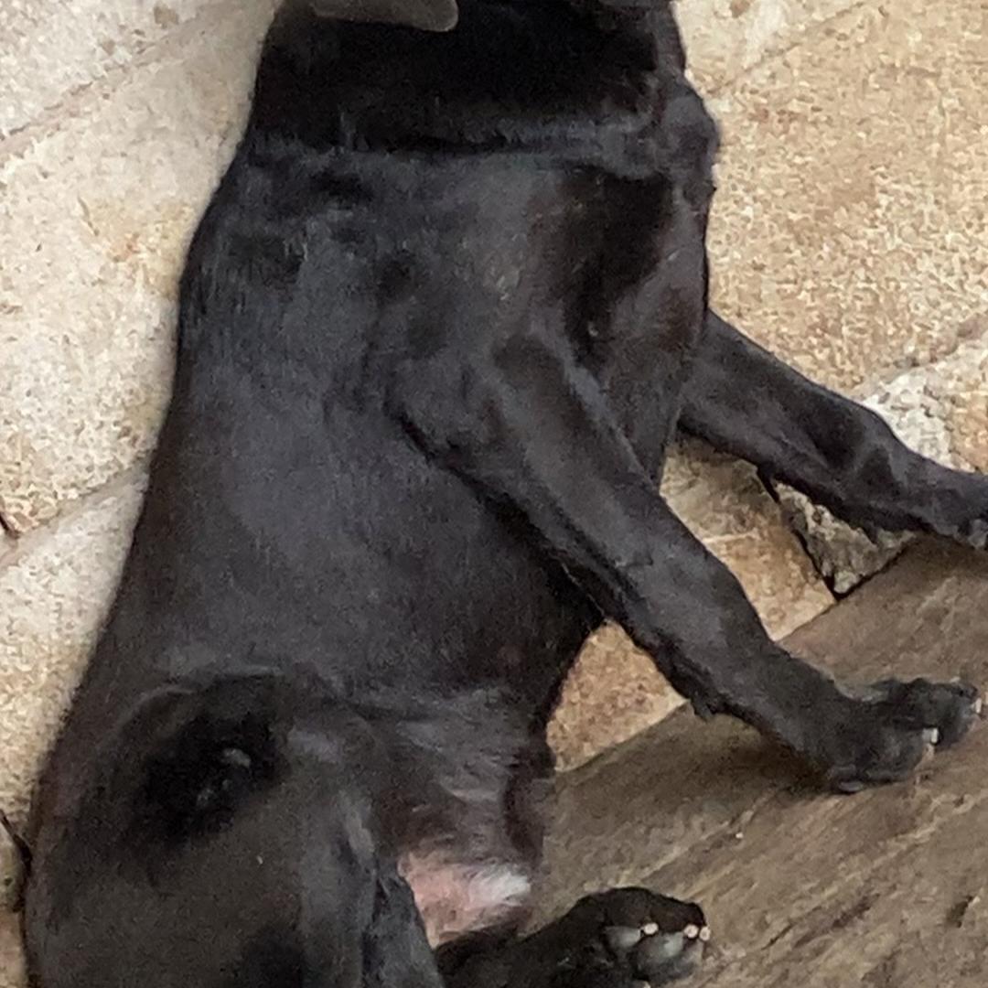 风雨阁黑狗牙牙牙