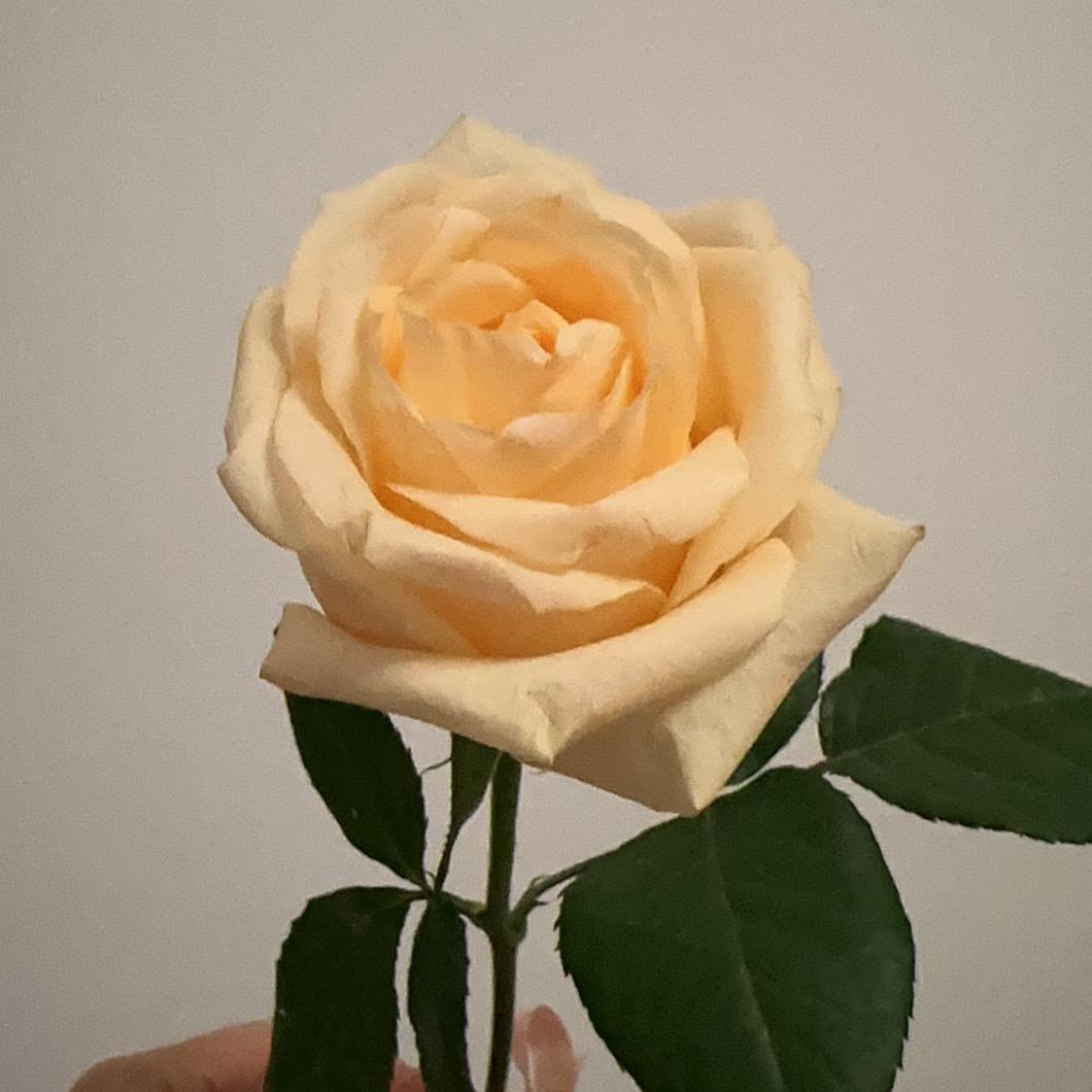 如愿521