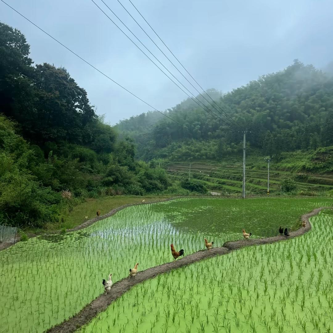 川渝美食分享