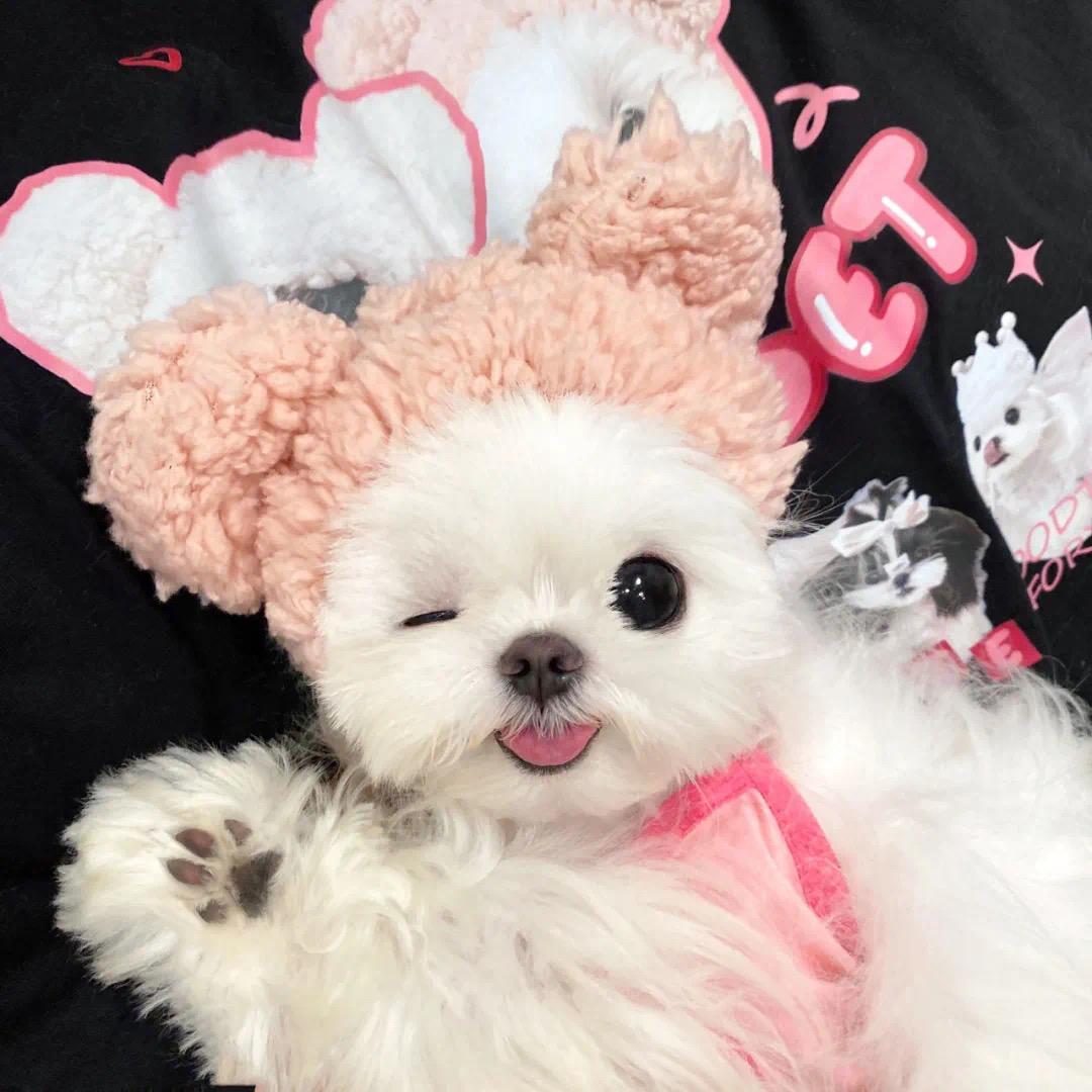 正正软骨🦴