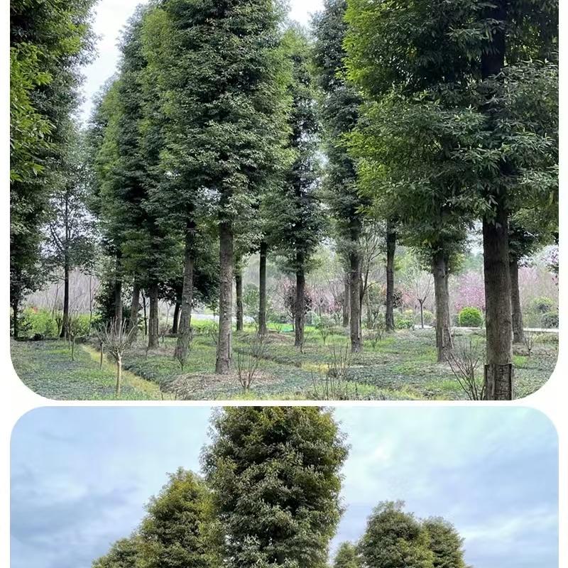 富贵金丝楠木树苗木园艺场