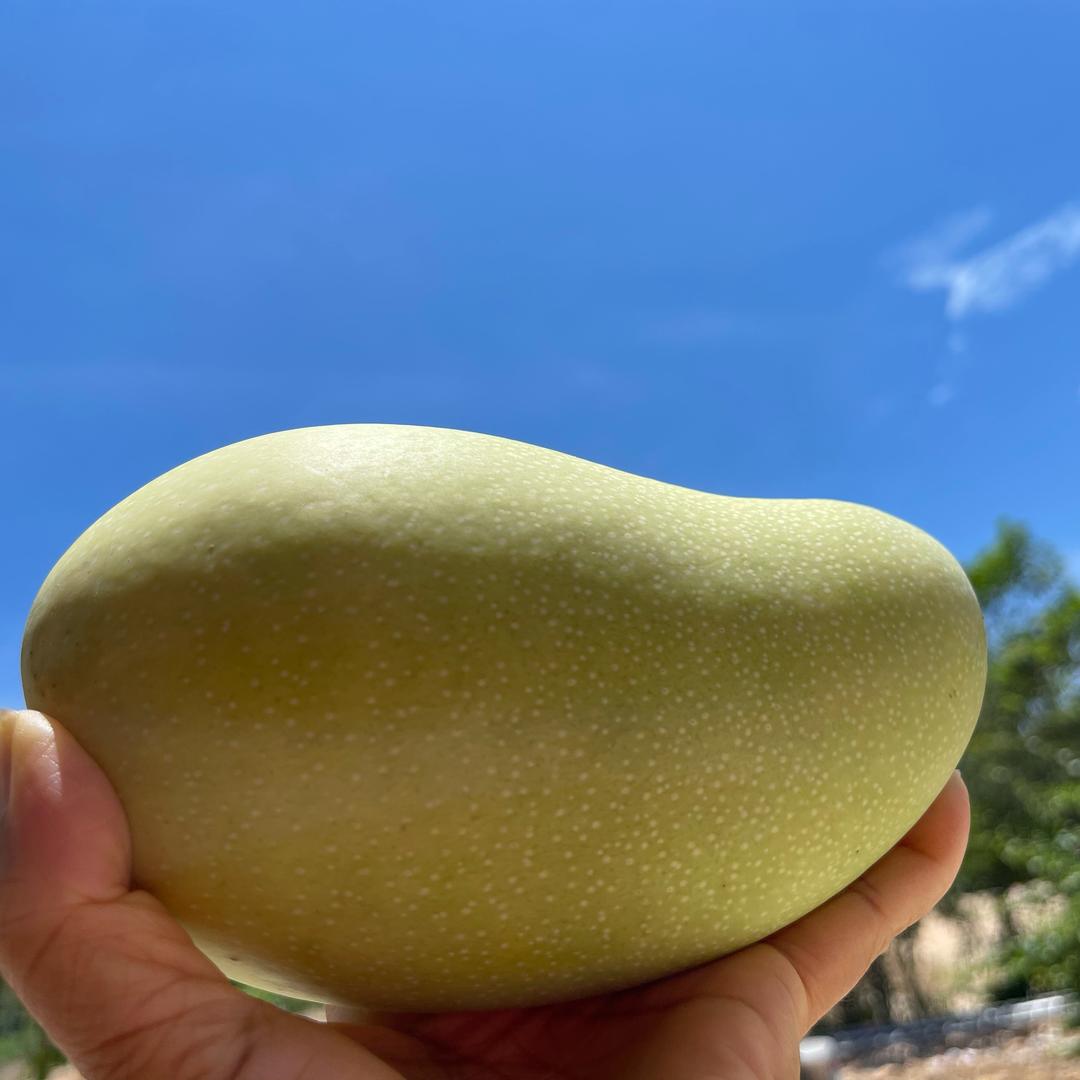 佳喜顺收海棠湾