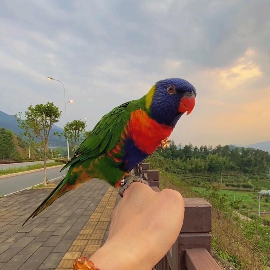 鹦鹉之家用品店