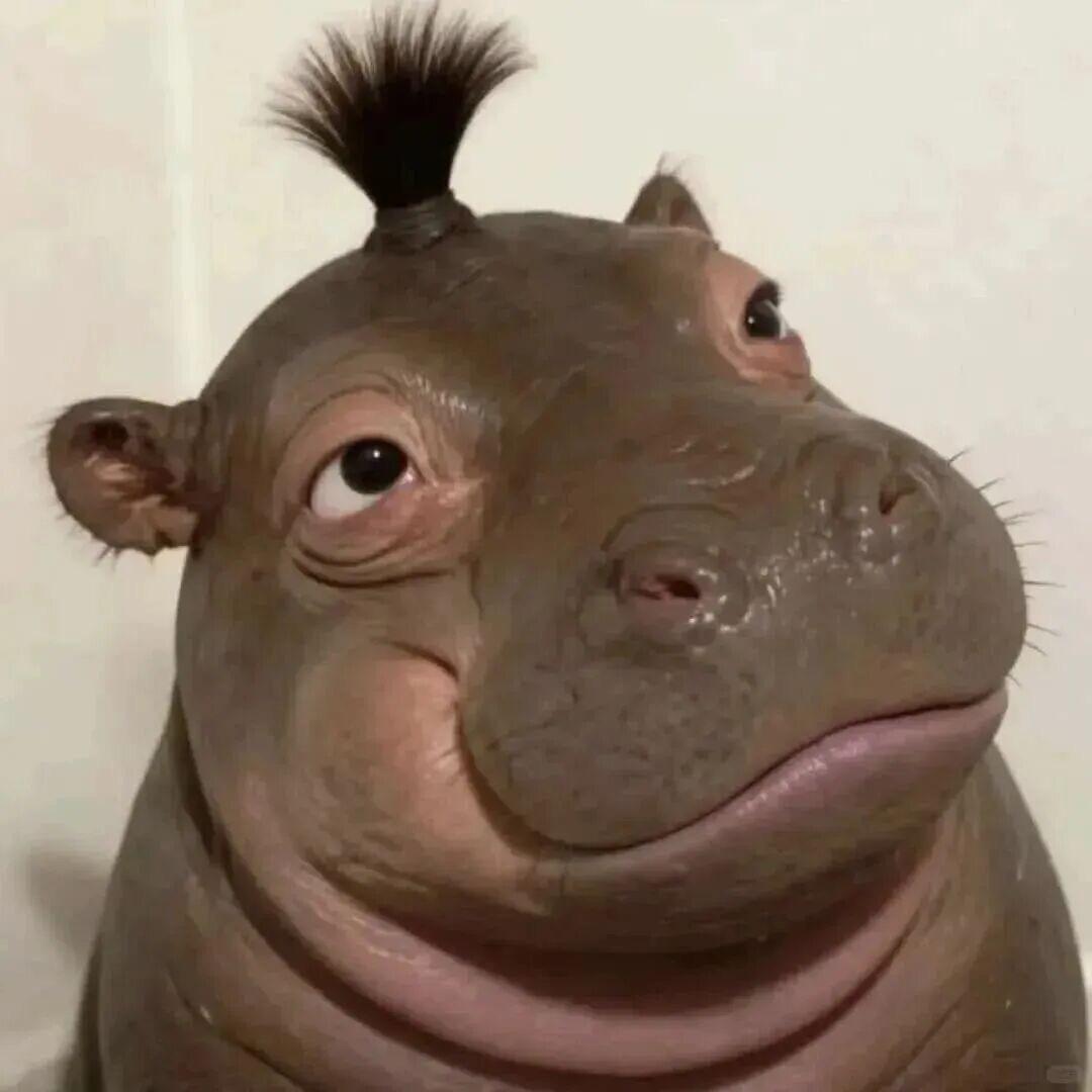 🫡