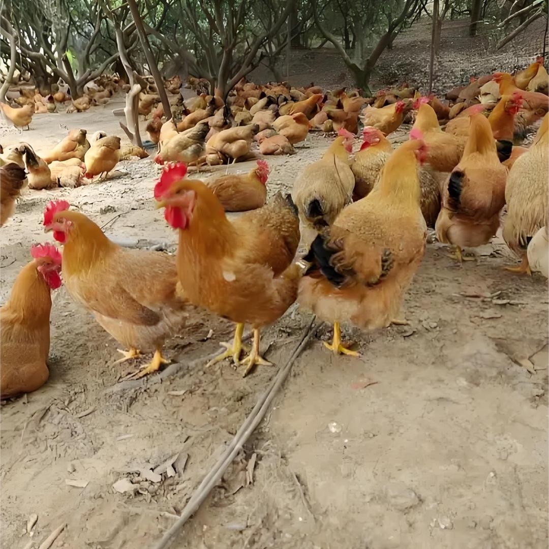 小美生态散养土鸡