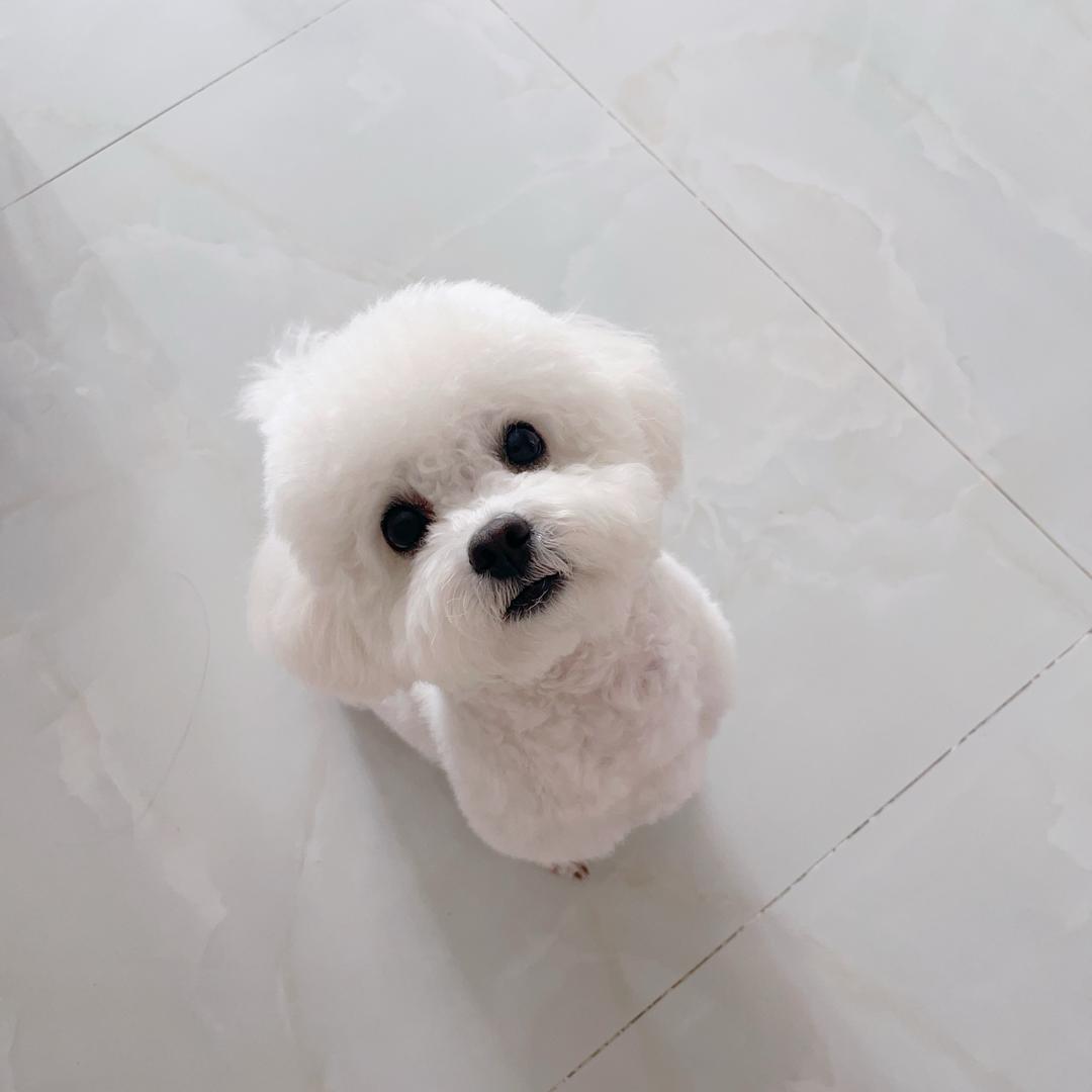 一只小多多