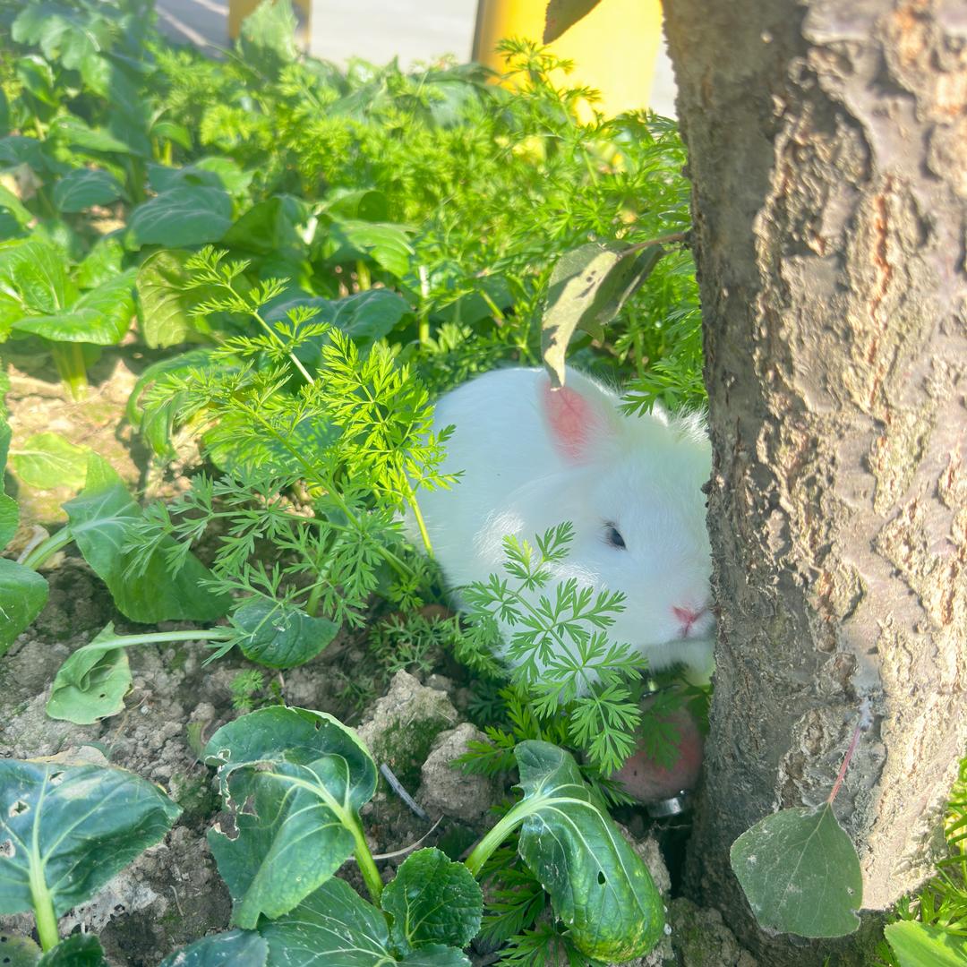 胖橘