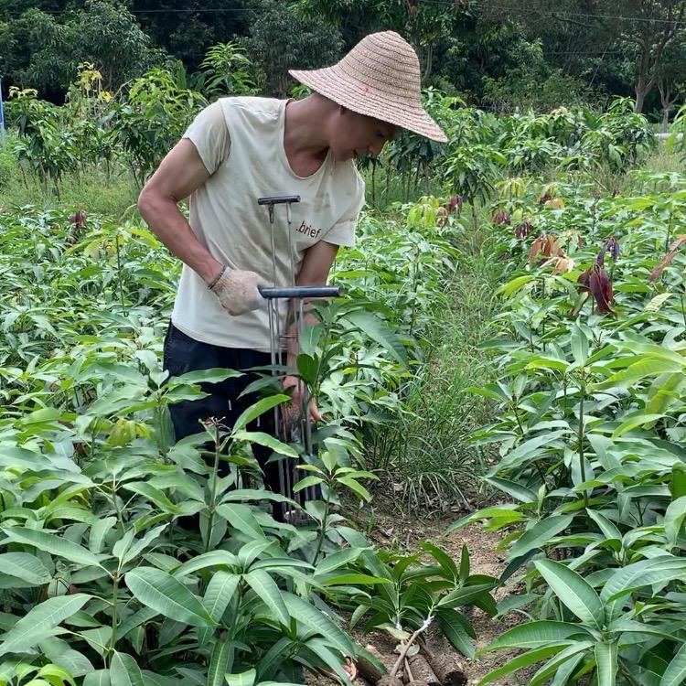 钦州峰尚果树苗木