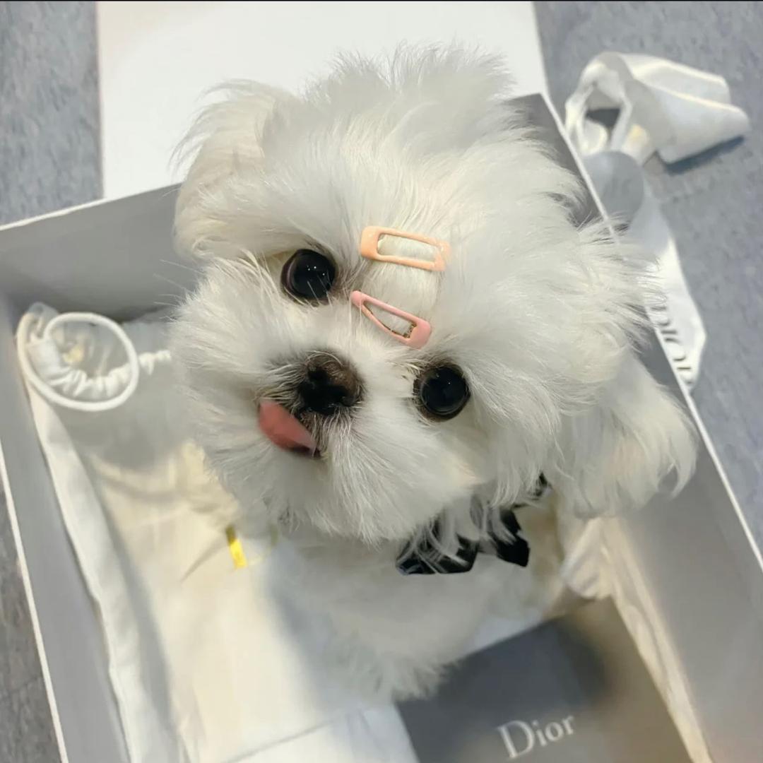 杨老保险