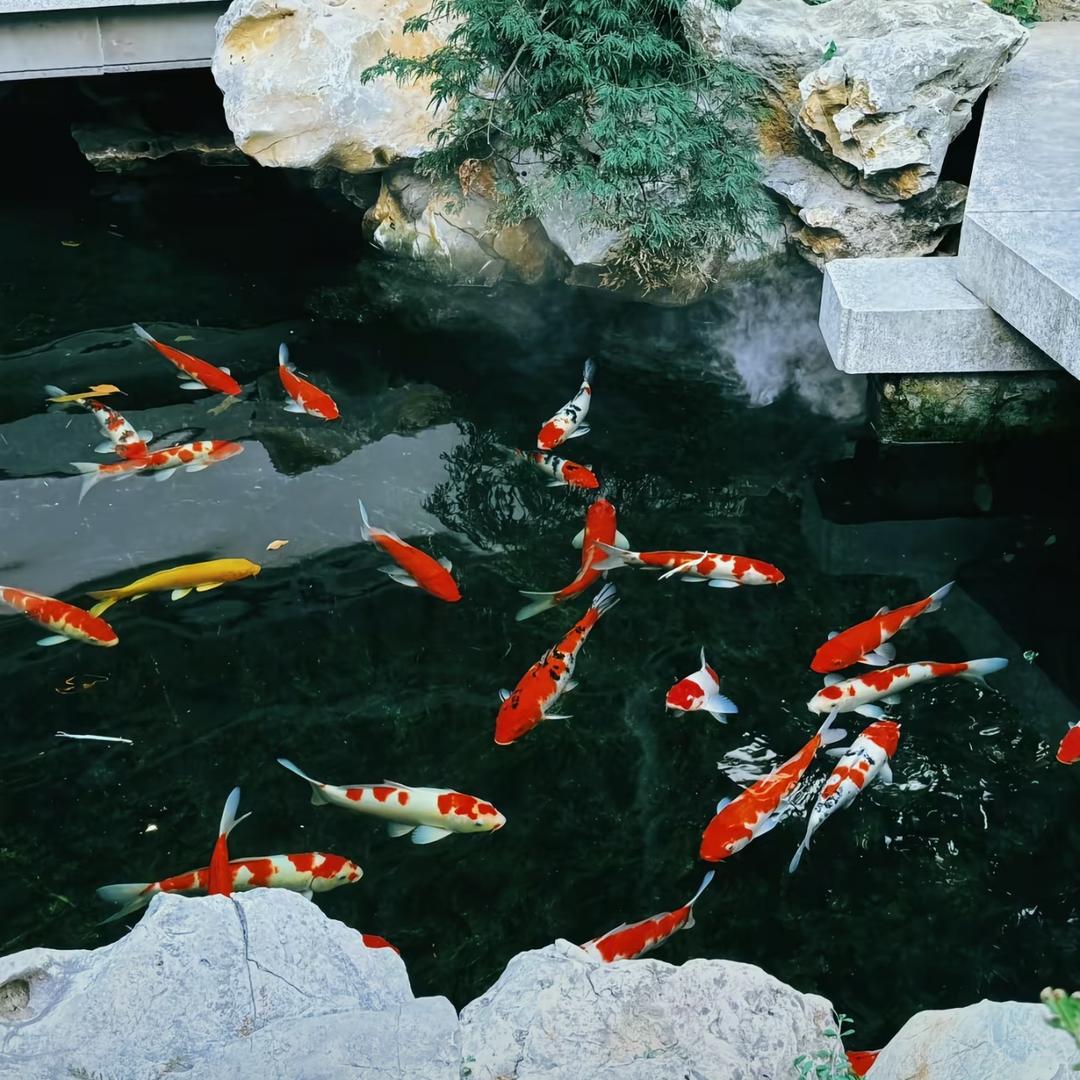 锦鲤