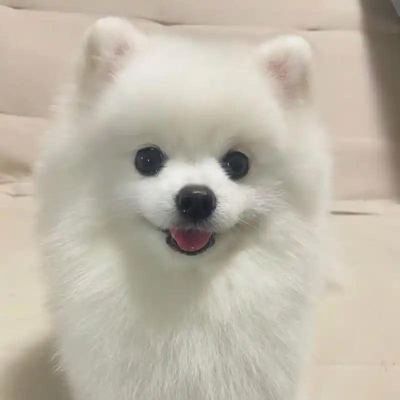 博美犬舍   自家繁殖