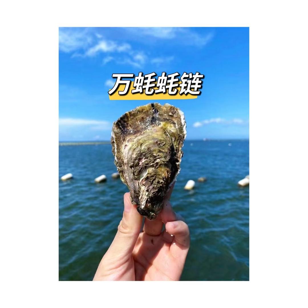 万蚝蚝链-生蚝批发
