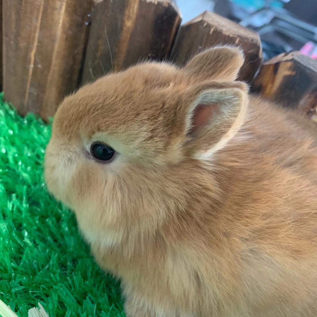 萌太郎的萌宠屋