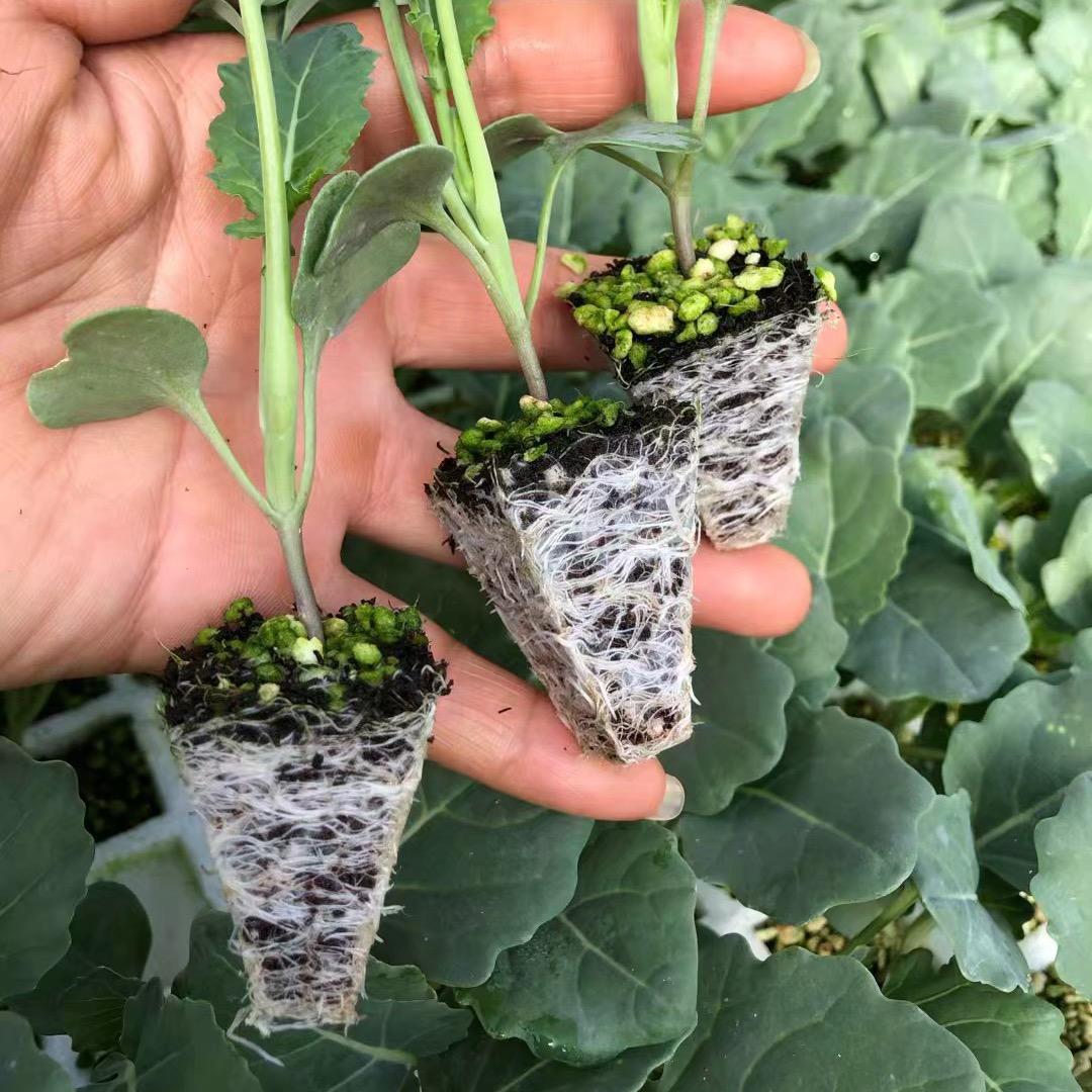益田农业蔬菜种苗（龙）