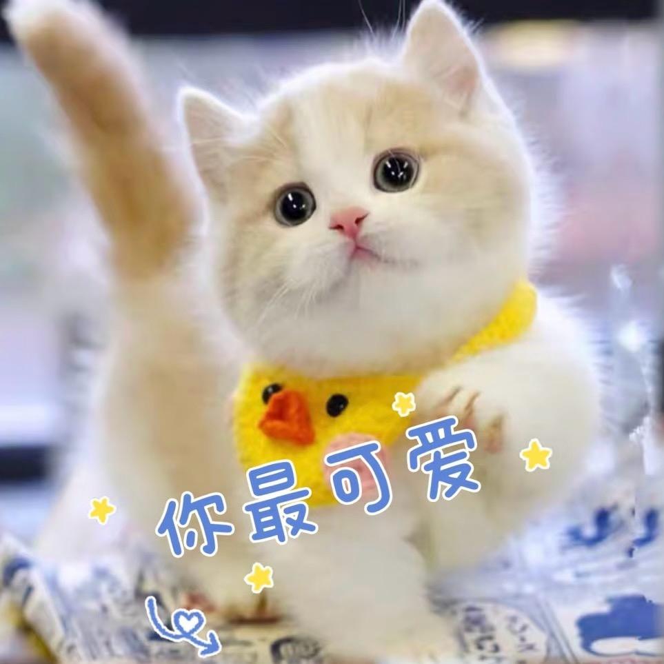 喵喵大王🐱